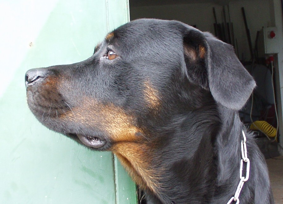 Working dog - she is with us at work