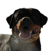 Cora Z Rýchorských Vrchů